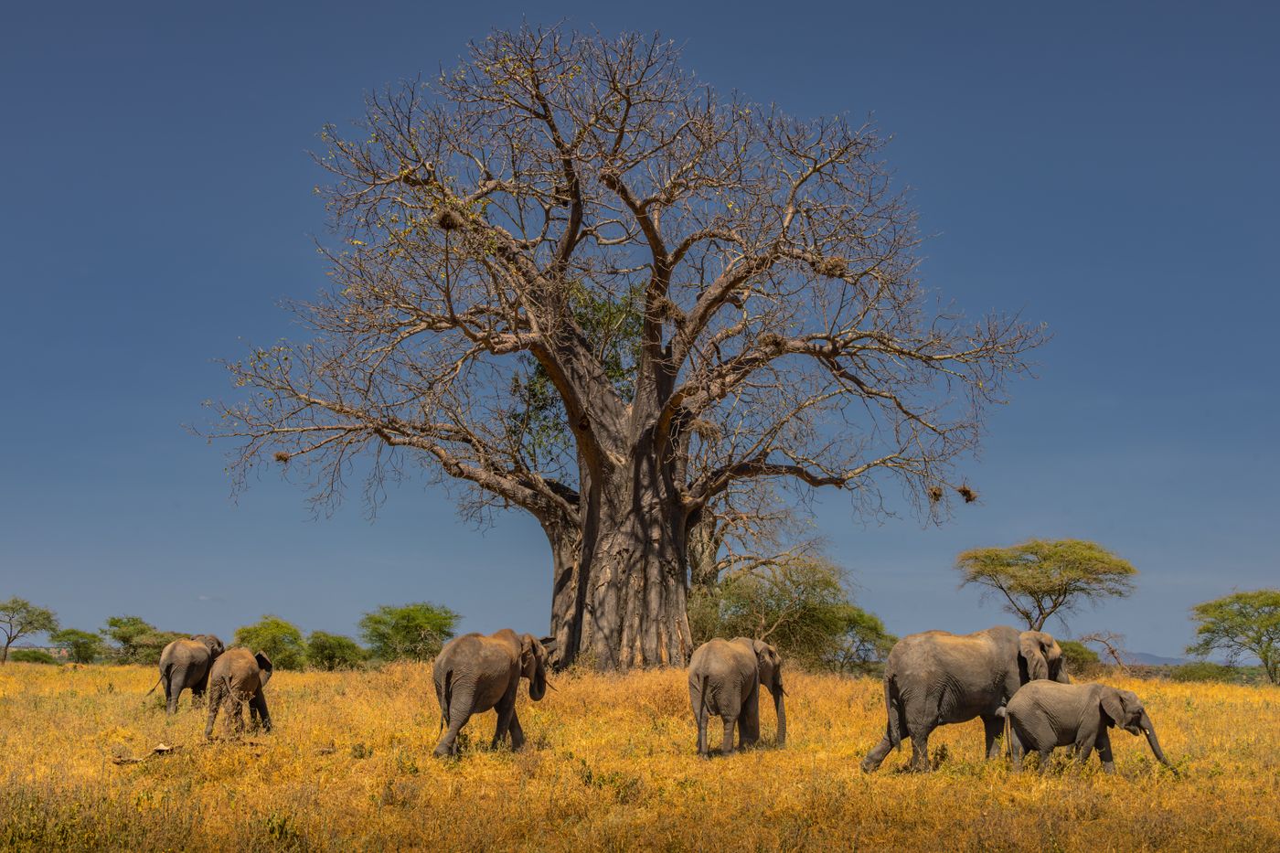 Iringa & Ruaha