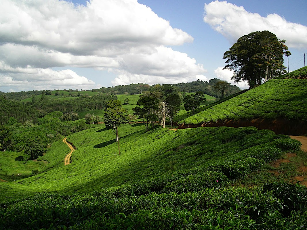 Amani Nature Reserve