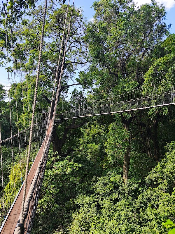 Manyara treetop walkway