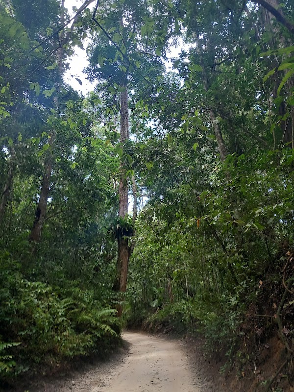 Ngezi Forest Reserve