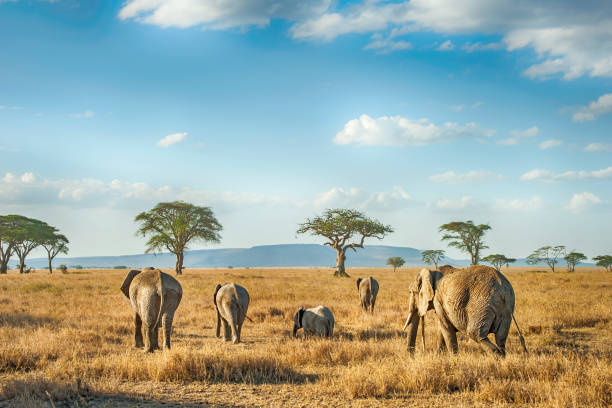 Retina and Maasai Kopjes