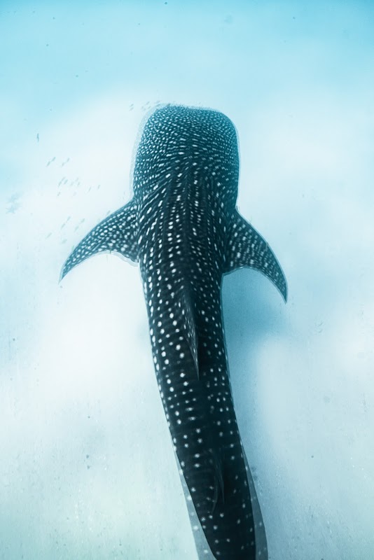 Snorkelling Chole Bay