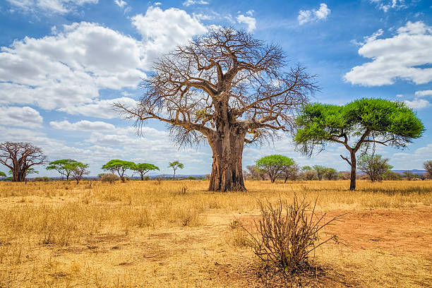 Tarangire River