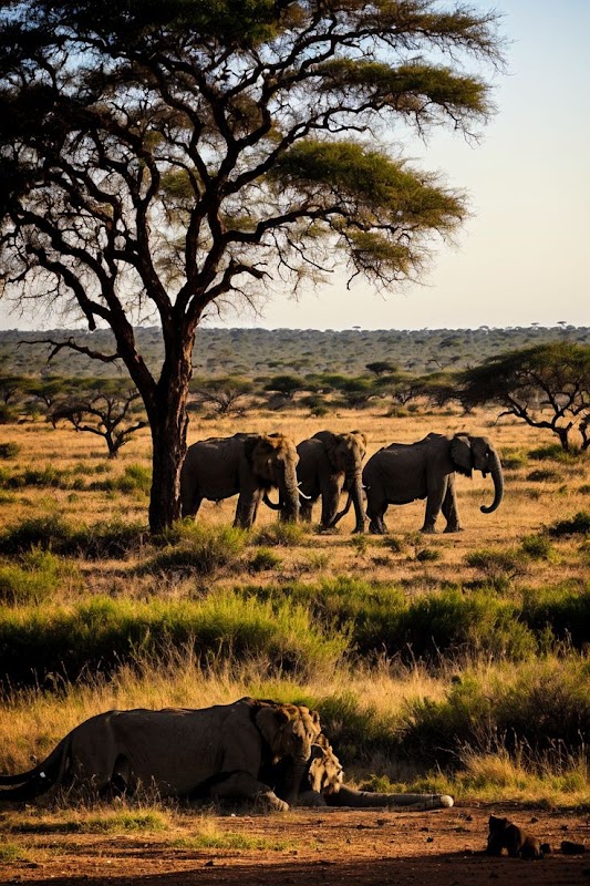 Walking safari
