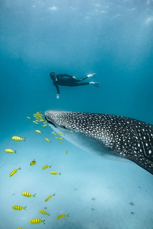 Whale shark grounds off Kilindoni